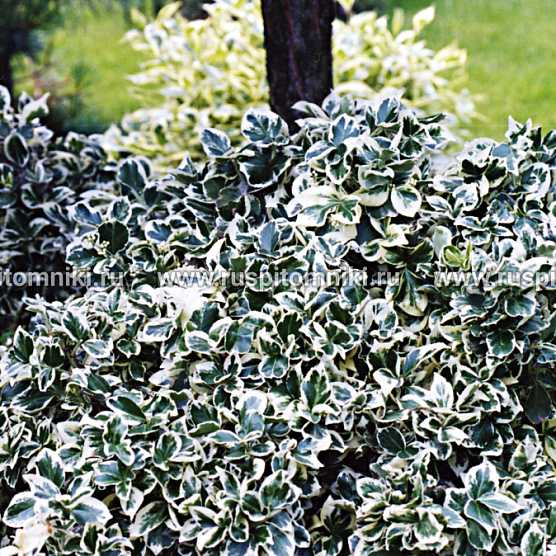 Реакция бересклета на понижение температуры в Подмосковье