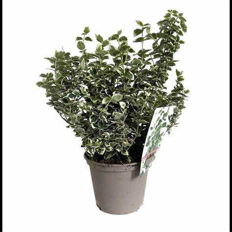 Подготовка бересклета Форчуна к зимнему периоду