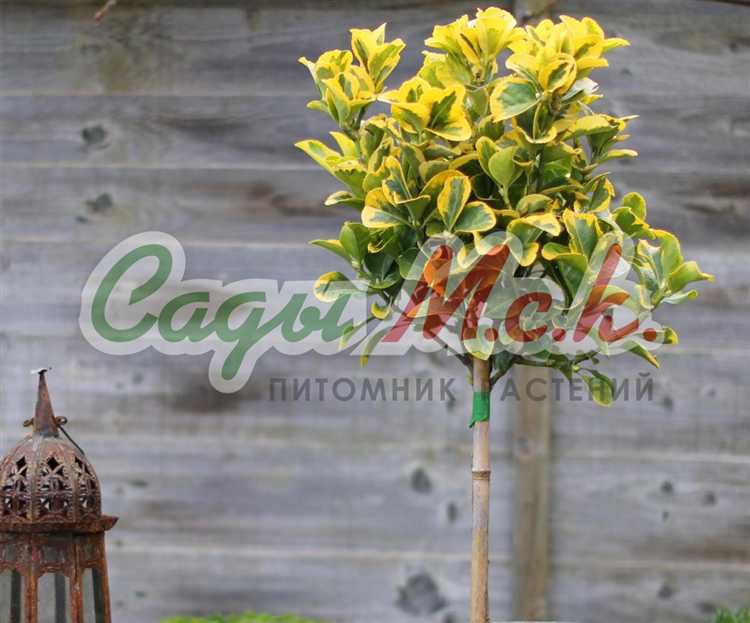 Особенности полива и увлажнения грунта зимой