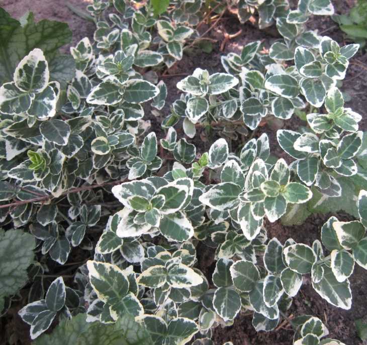 Методы восстановления растения после зимы в Подмосковье