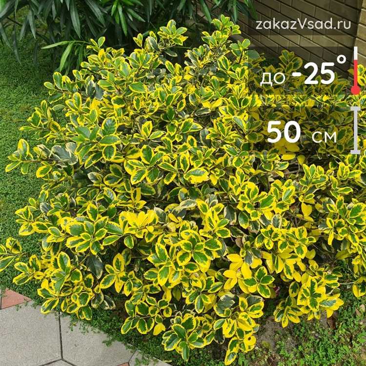 Особенности зимовки бересклета Форчуна в Подмосковье