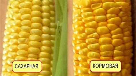 Для чего нужна фреза кукуруза