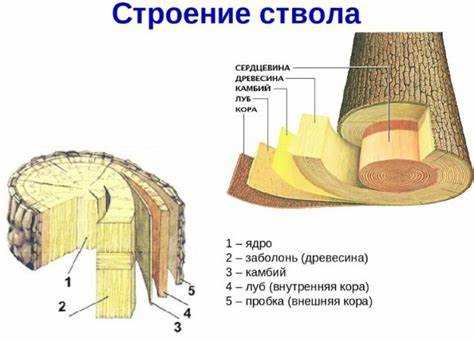 Применение хвойных пиломатериалов в строительных конструкциях