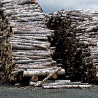 Особенности пропитки и защиты изделий из хвойных пород от гниения