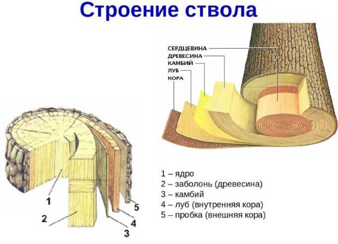 Древесина хвойных используется как сырье для изготовления