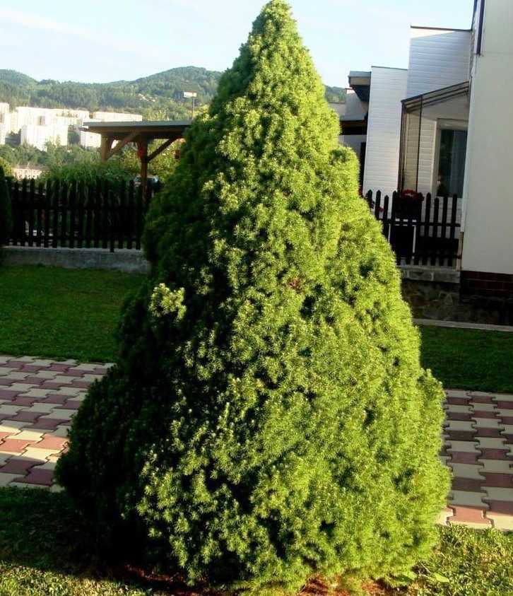 Факторы, влияющие на скорость роста ели Коника
