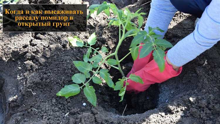 Как обеспечить растениям правильное освещение в пасмурную погоду