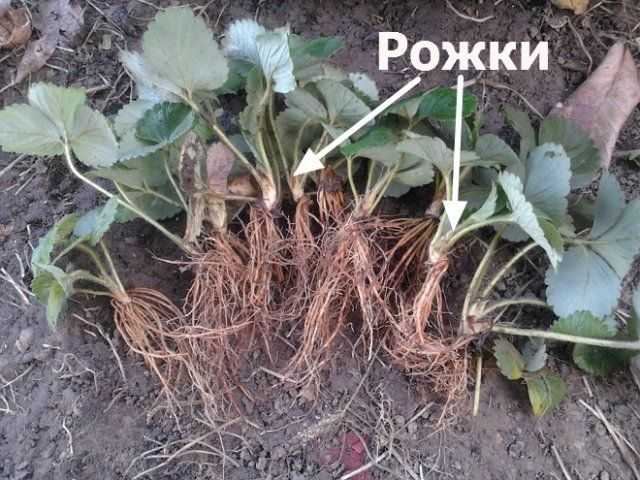 Как определить надежного продавца по отзывам на форумах