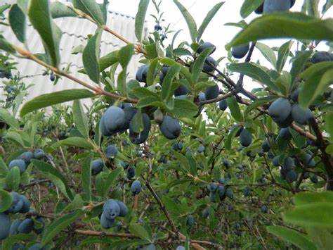 Какие почвы подходят для жимолости в условиях Подмосковья