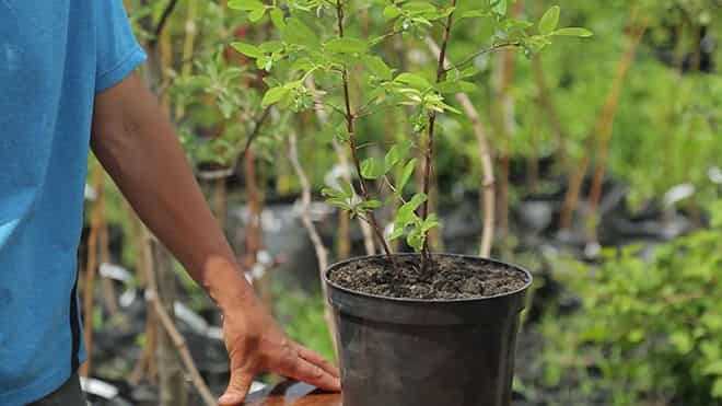 Как выбрать место на участке с учётом освещённости