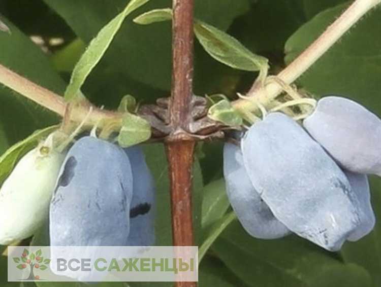 Можно ли сажать жимолость рядом с другими кустарниками