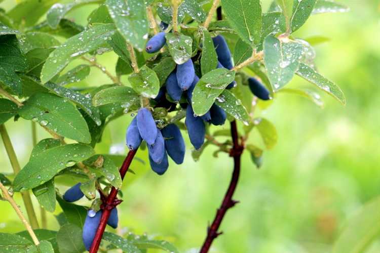 Как учесть направление ветра при выборе места посадки