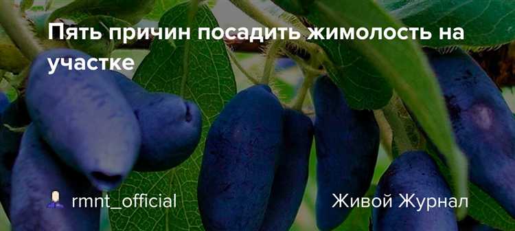 Где посадить жимолость на участке в московской области Где посадить жимолость на участке в московской области