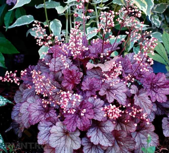 Как поддерживать оптимальную влажность для гейхеры в разных условиях