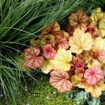 Особенности ухода за гейхерой в солнечном месте