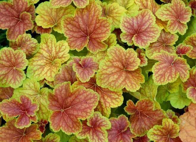 Как защитить гейхеру от ожогов на солнце