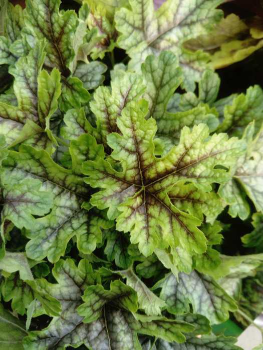 Тень или полутень: что предпочтительнее для гейхеры