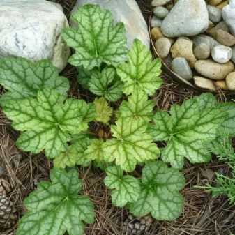 Какие сорта гейхеры лучше себя чувствуют на солнце