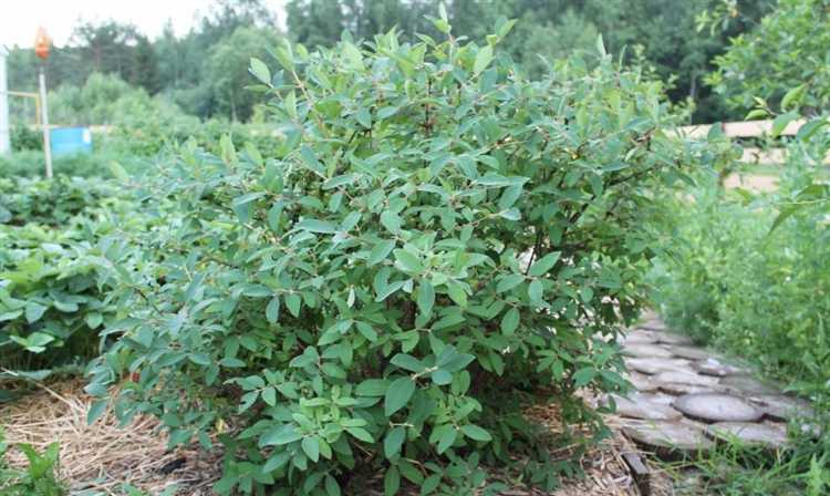 Где сажать гейхеру в тени или на солнце Где сажать гейхеру в тени или на солнце