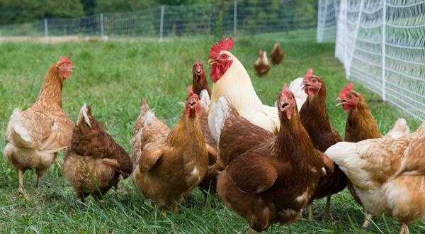 Заработок на экологических и сельских турах для горожан