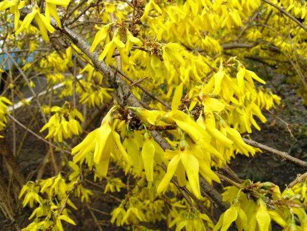 Кустарники с жёлтыми цветами для живой изгороди