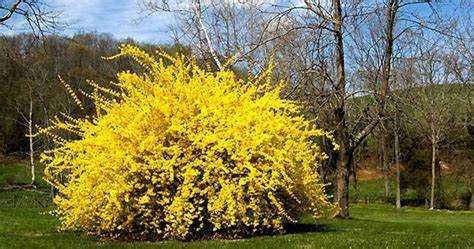 Кустарники с жёлтыми цветами, подходящие для тени