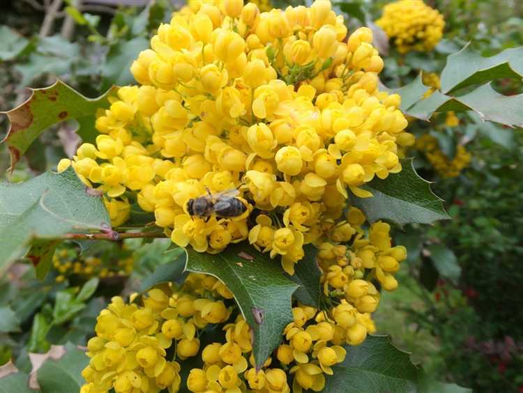 Самые раннецветущие жёлтые кустарники для сада