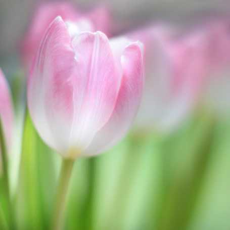 Сезонность цветения растений с поникающими соцветиями