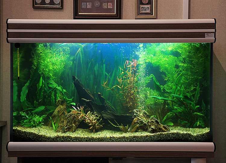 Регулярный уход и контроль параметров воды в аквариуме Dennerle