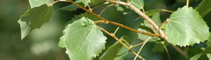 Отличие осины от похожих деревьев в разное время года