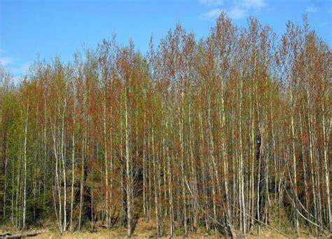 Как распознать осину по форме кроны и расположению ветвей