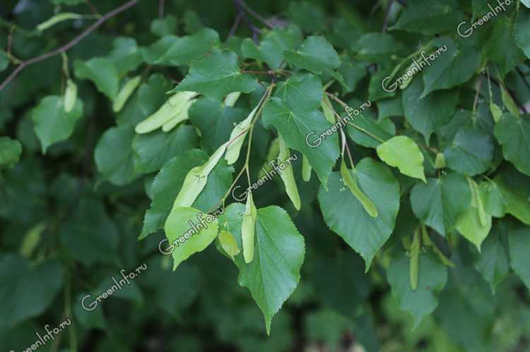 Как выглядят листья осины: форма, цвет и характерное поведение на ветру