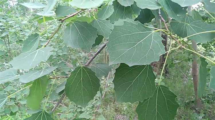 Как отличить осину от других деревьев