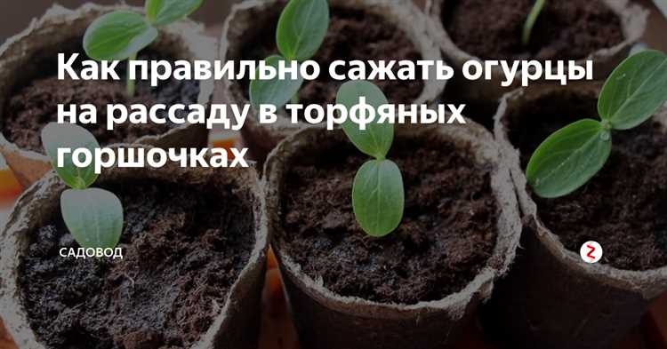 Подготовка грунта перед пересадкой