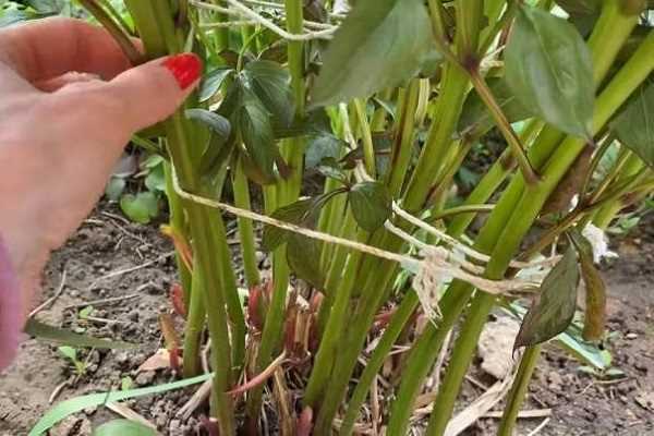 Частые ошибки при подвязке пионов и как их избежать