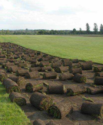 Как поливать рулонный газон после укладки