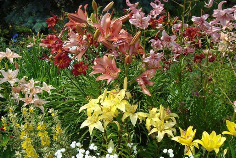 undefinedПочва для лилий</strong> должна быть рыхлой, хорошо дренированной и с нейтральной или слабокислой реакцией (pH 6–6,5). Участки с застойной влагой категорически не подходят – корни быстро загнивают. Перед посадкой почву рекомендуется перекопать на глубину 30–35 см с добавлением компоста, древесной золы и песка.»></p>
<p><em>Светолюбивые сорта</em> (азиатские, трубчатые) высаживают на открытых участках, тогда как восточные гибриды предпочитают рассеянное освещение. Чтобы лилии выглядели эффектно в течение всего сезона, стоит комбинировать сорта с разным сроком цветения – с конца мая до конца августа.</p>
<p><img decoding=