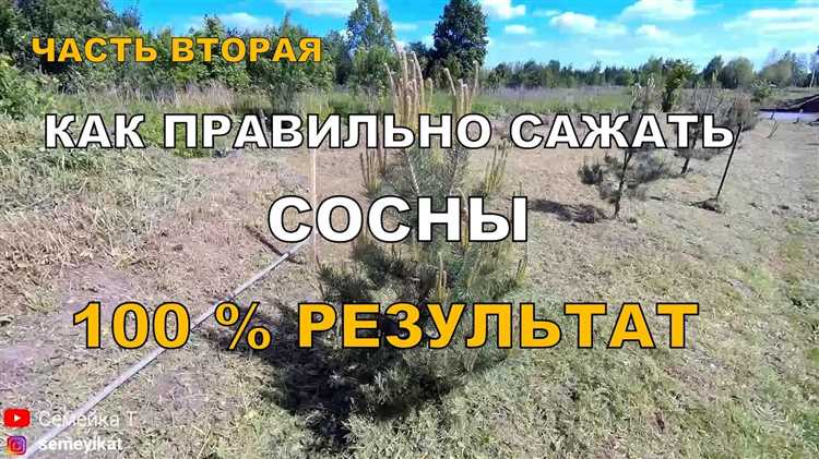 Когда лучше пересаживать сосну: выбор сезона и погодных условий