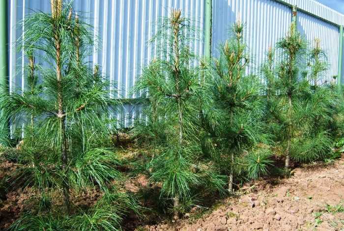 Как правильно выкопать сосну с сохранением корневой системы