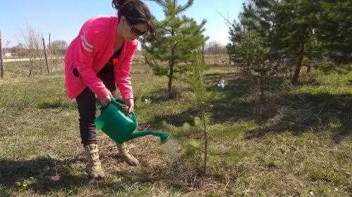 Как подготовить яму на участке для пересадки сосны