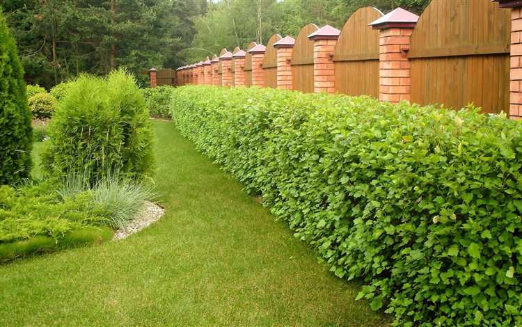 Как посадить туи вдоль забора на участке