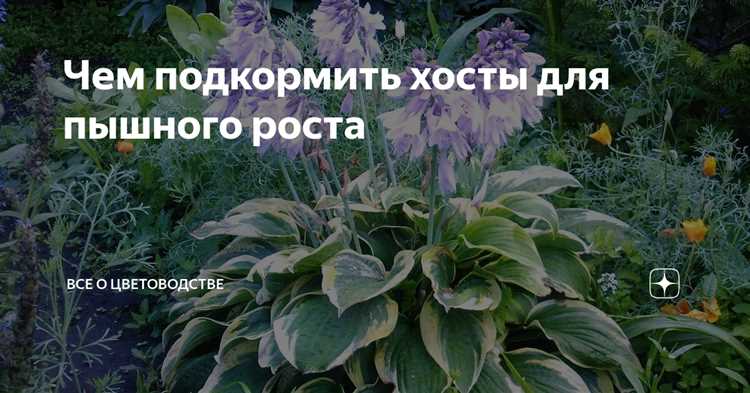 Когда начинать посадку хосты весной в открытый грунт