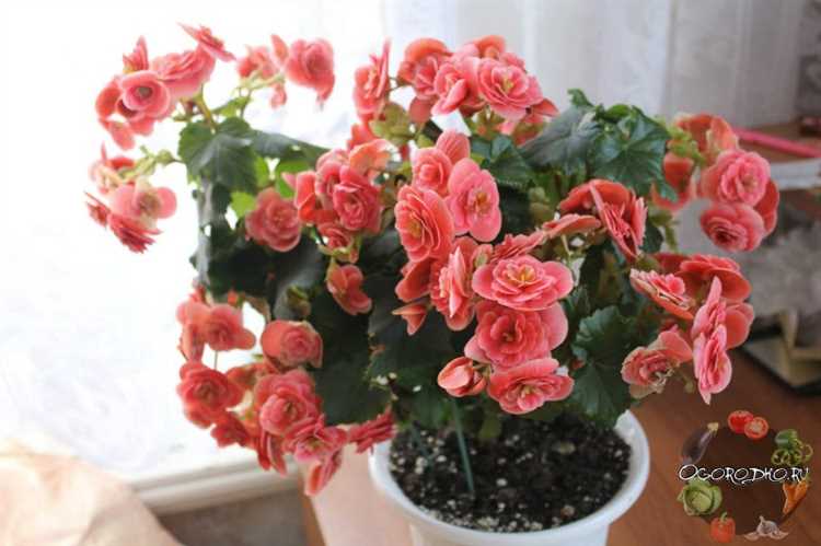 Как поливать хосту сразу после посадки