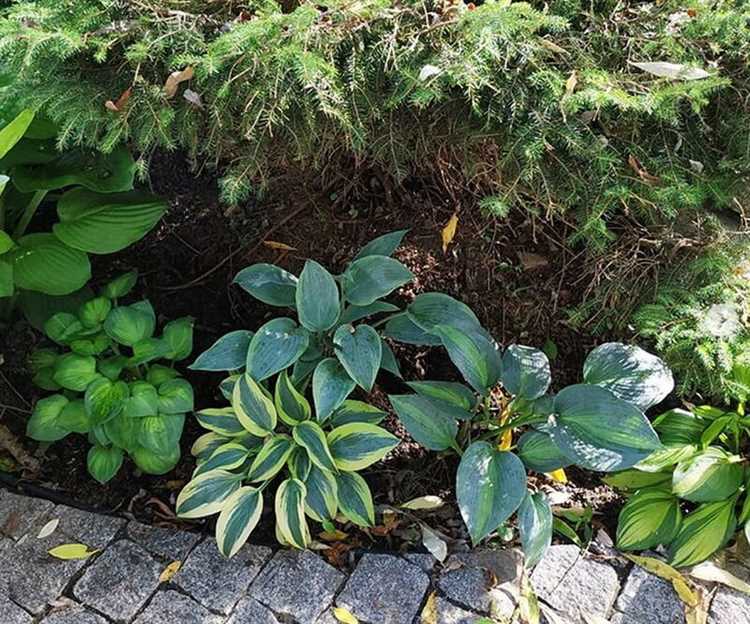 Нужно ли замачивать корни хосты перед посадкой