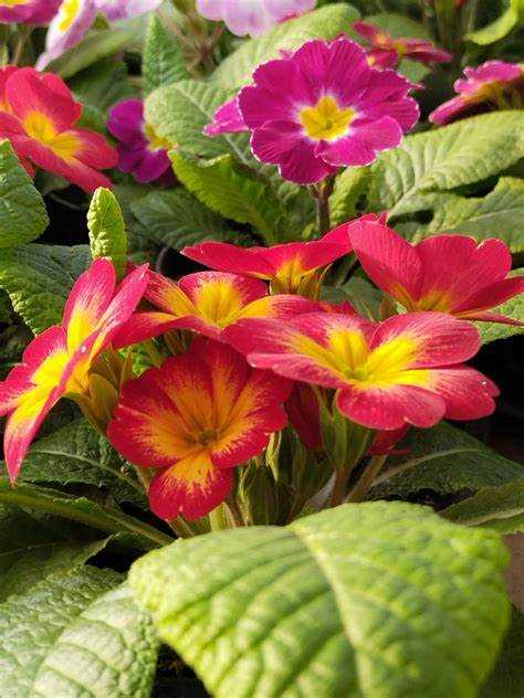 Как выбрать подходящее место для посадки хосты в саду