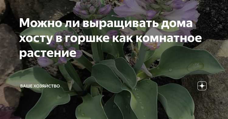 Как посадить хосту купленную в магазине весной