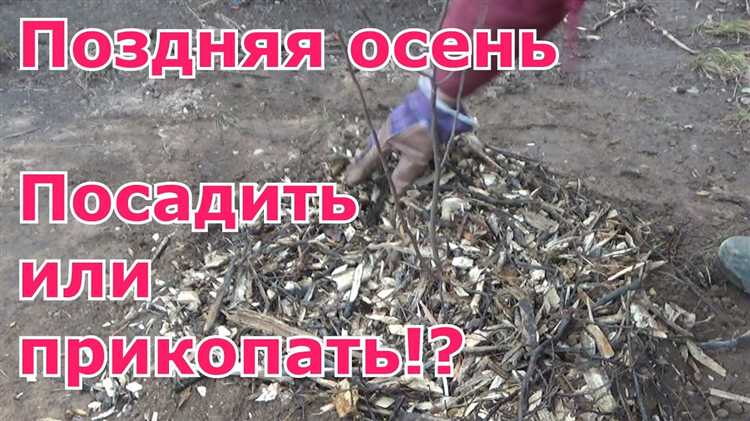 Подготовка почвы и формирование траншеи для прикопки