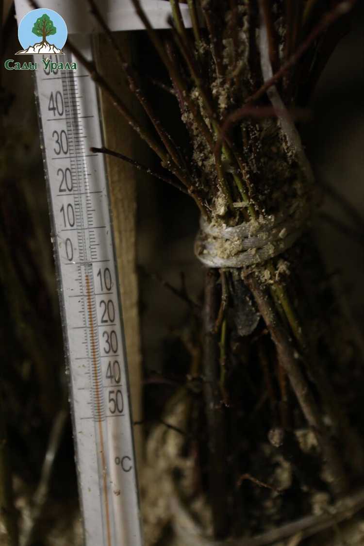 Уход за прикопанными саженцами до момента посадки