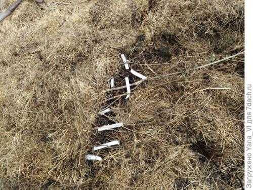 Выбор места для прикопки саженцев весной