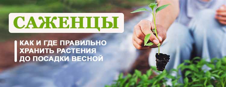 Техника прикопки и засыпка саженцев землей